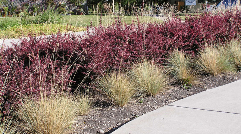 how to choose plants
