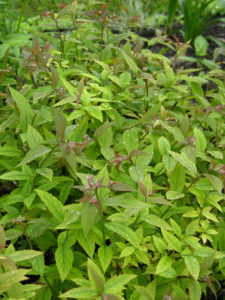 Spirea Goldmound