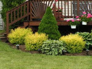 Spirea Goldmound