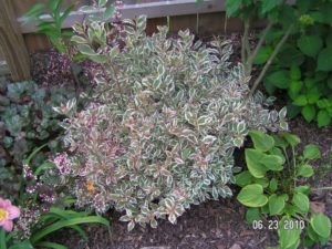 Weigela my Monet