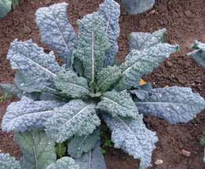 garden kale