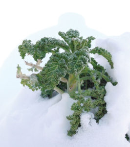 kale
