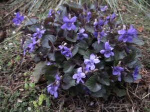 purple labrador violet