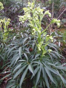 stinking hellebore
