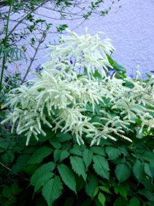 garden star
