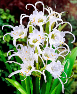 garden star Hymenocallis festalis