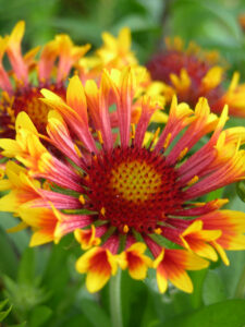 Gaillardia