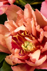 garden star may and june