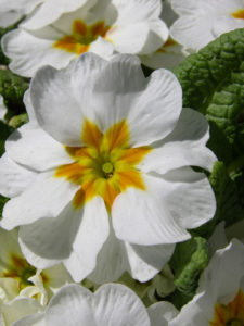 garden star april and may