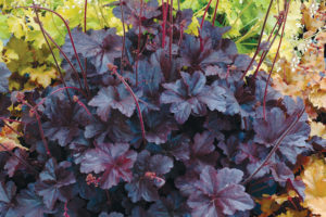 Heuchera Obsidian
