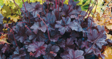 Heuchera Obsidian