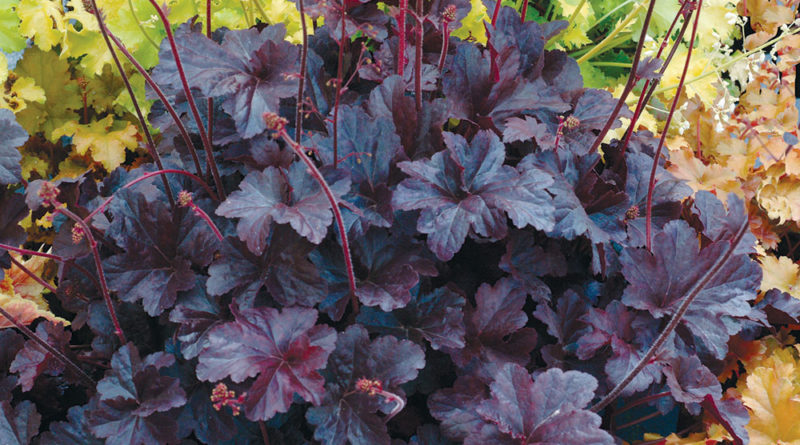 Heuchera Obsidian
