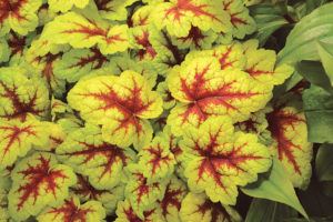 Heucherella Stoplight