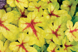Heucherella Sunspot