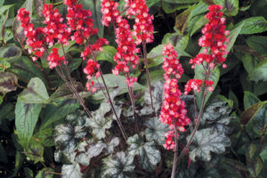 Heuchera Hollywood
