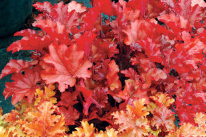 Heuchera Peache Flambe.