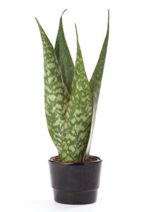Sanseviera trifasciata 'Jiboya'