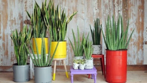 die hard house plants