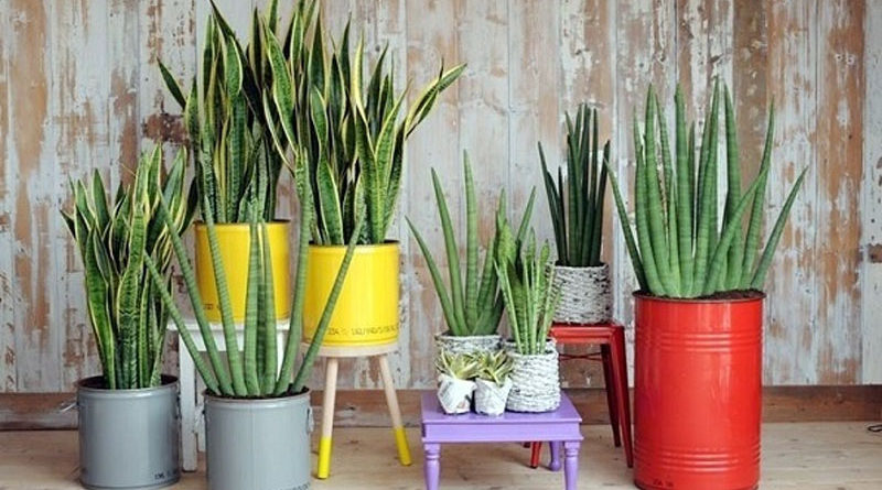 die hard house plants