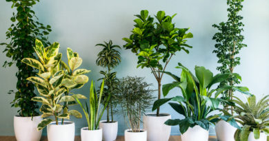 hard to kill houseplants