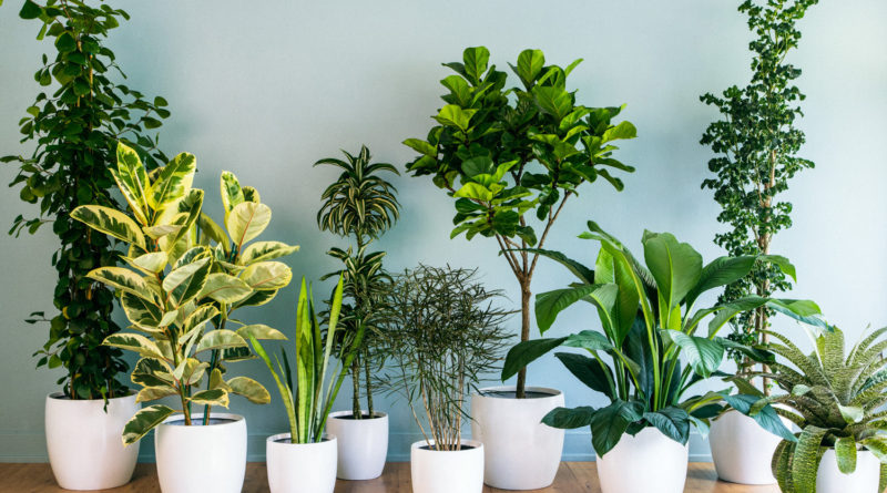 hard to kill houseplants