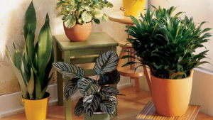 easy care houseplants