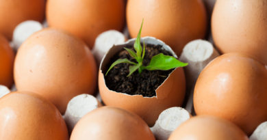planting seedlings indoors