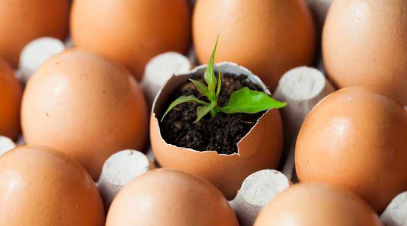 planting seedlings indoors