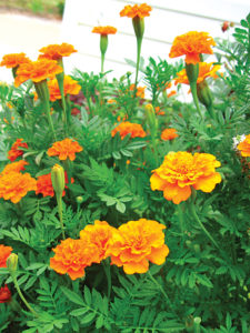 garden bug control marigolds
