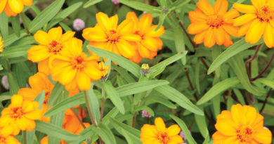 garden bug control