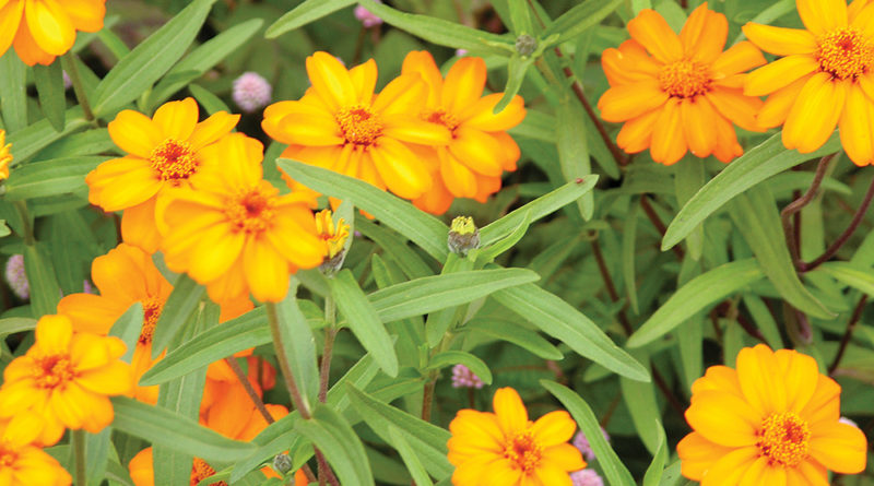 garden bug control