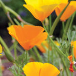 California poppies