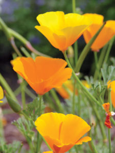 The California poppy is golden or orange.