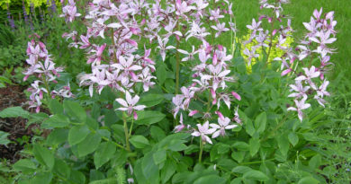 Refreshing That Perennial Bed