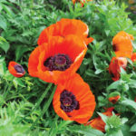 oriental poppies