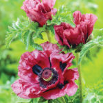 patty's plum poppies