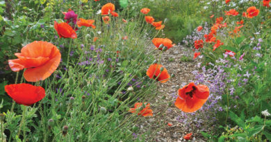 poppies
