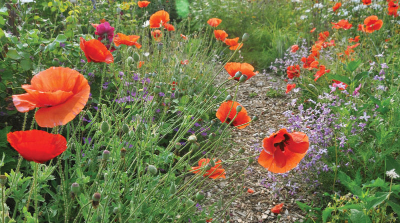 poppies