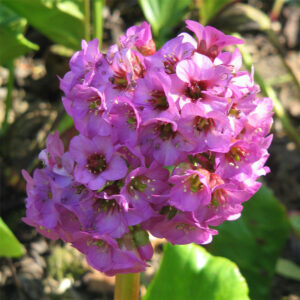 Bergenia flowers