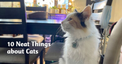 10 neat things about cats