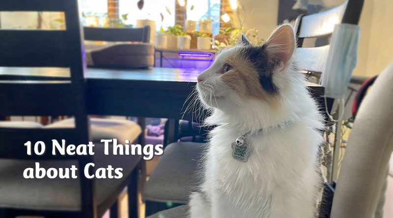 10 neat things about cats