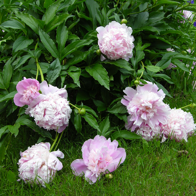 heavy headed peonies