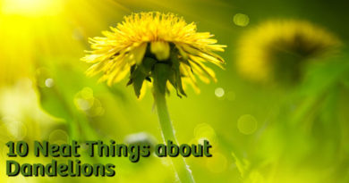 10 Neat things about dandelions