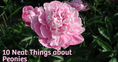 10 Neat things about peonies