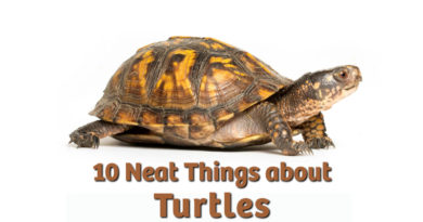 10 Neat Things about Turtles