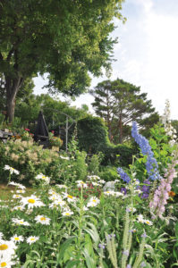 Daisies and delphiniums.