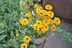 False sunflowers add an explosion of colour.