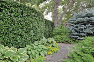 A cotoneaster hedge winds around the back of the yard, discretely concealing the working area.