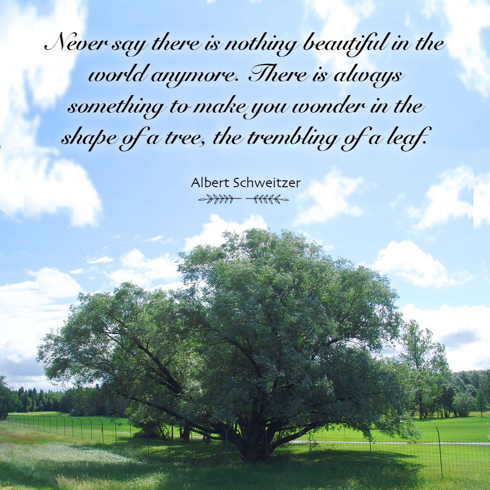 Never say there is nothing beautiful in the world anymore. There is always something to make you wonder in the shape of a tree, the trembling of a leaf. ~ Albert Schweitzer