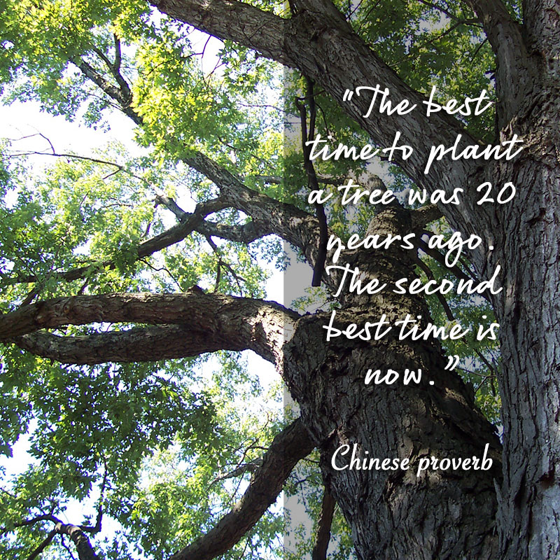 The best time to plant a tree was 20 years ago. The second best time is now. ~Chinese Proverb
